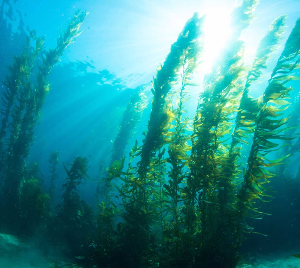 Monterey Bay National Marine Sanctuary Seeks Applications for Advisory Council
