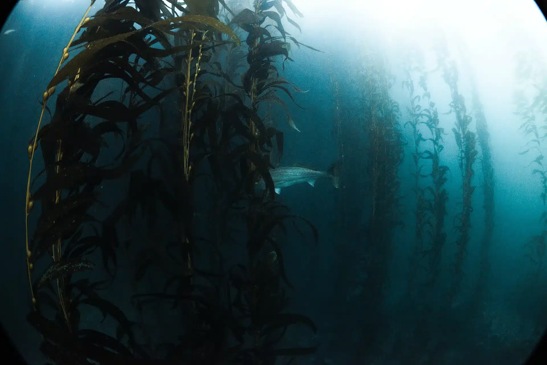 White Seabass Head Collection Effort - Coastal Conservation Association  California