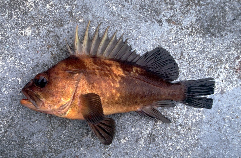 Quillback Rockfish Retention Prohibited Statewide, Effective Aug. 7