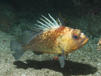 CDFW Wants Your Input on New 20-Fathom Rockfish Conservation Area